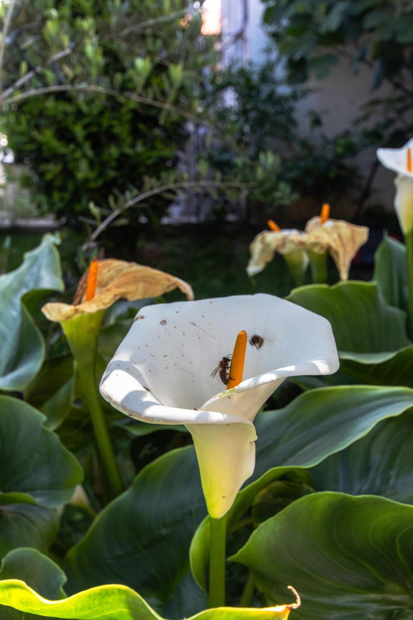 Marjan Hill 3-Br Apt,5 Guests Private Garden Near Beach Split Ngoại thất bức ảnh